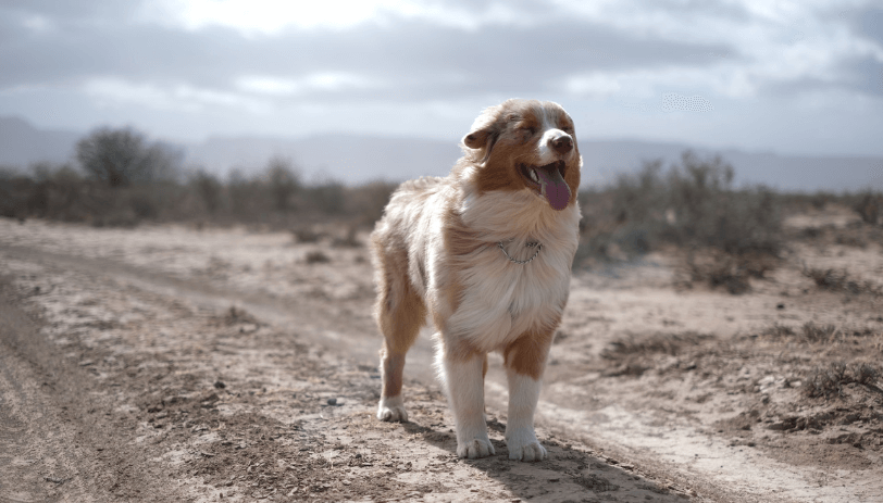 風を受ける犬