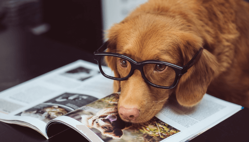 メガネをかけた犬と本
