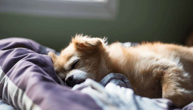 ベッドで眠る子犬