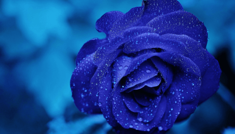 濡れた青いバラ